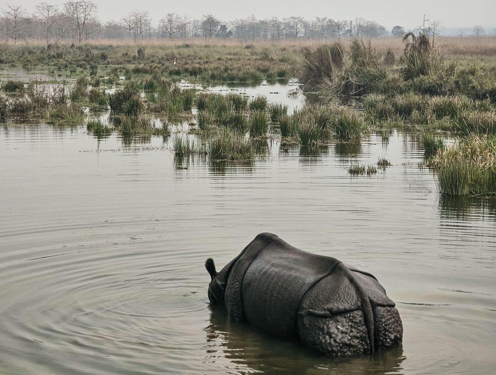 Your Complete Guide to Visiting Chitwan National Park,&nbsp;Nepal